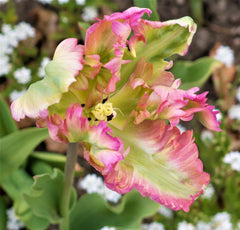 Tulip Bulbs Webers Parrot Blooms Species Growing Bonsai Roots Rhizomes Corms Tubers Potted Planting Reblooming Fragrant Garden Flower Seeds Plant