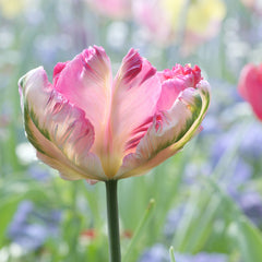 Tulip Bulbs Webers Parrot Blooms Species Growing Bonsai Roots Rhizomes Corms Tubers Potted Planting Reblooming Fragrant Garden Flower Seeds Plant