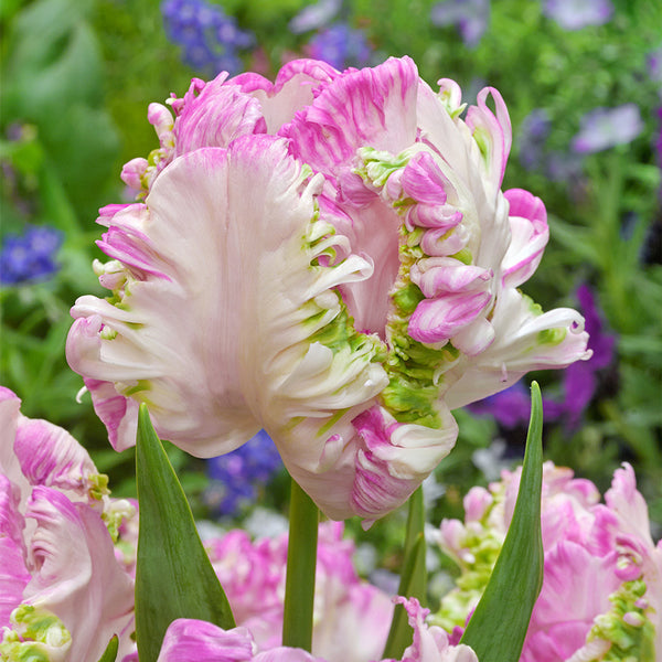 Tulip Bulbs Webers Parrot Blooms Species Growing Bonsai Roots Rhizomes Corms Tubers Potted Planting Reblooming Fragrant Garden Flower Seeds Plant