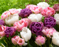 Tulip Bulbs Wedding Gift Collection Blooms Species Growing Bonsai Roots Rhizomes Corms Tubers Potted Planting Reblooming Fragrant Garden Flower Seeds Plant