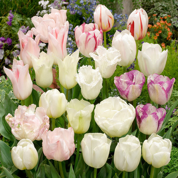 White Blend Mixed Tulip Bulbs Blooms Species Growing Bonsai Roots Rhizomes Corms Tubers Potted Planting Reblooming Fragrant Garden Flower Seeds Plant