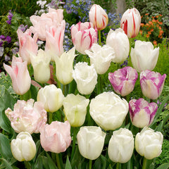 White Blend Mixed Tulip Bulbs Blooms Species Growing Bonsai Roots Rhizomes Corms Tubers Potted Planting Reblooming Fragrant Garden Flower Seeds Plant