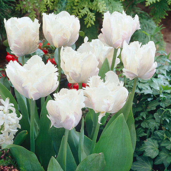 Tulip Bulbs White Parrot Blooms Species Growing Bonsai Roots Rhizomes Corms Tubers Potted Planting Reblooming Fragrant Garden Flower Seeds Plant