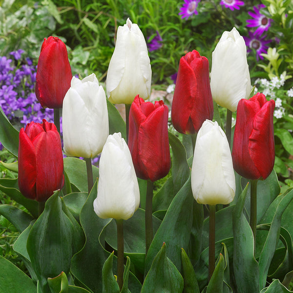 Tulip White Prince 11/12cm Bulbs Blooms Species Growing Bonsai Roots Rhizomes Corms Tubers Potted Planting Reblooming Fragrant Garden Flower Seeds Plant