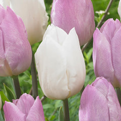 Tulip Bulbs White Prince Blooms Species Growing Bonsai Roots Rhizomes Corms Tubers Potted Planting Reblooming Fragrant Garden Flower Seeds Plant