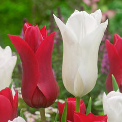 Tulip Bulbs White Triumphator Blooms Species Growing Bonsai Roots Rhizomes Corms Tubers Potted Planting Reblooming Fragrant Garden Flower Seeds Plant - Seedsplant