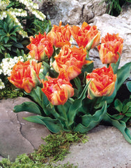 William Of Orange Tulip Bulbs Blooms Species Growing Bonsai Roots Rhizomes Corms Tubers Potted Planting Reblooming Fragrant Garden Flower Seeds Plant - Seedsplant