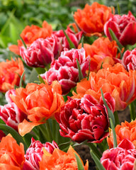 William Of Orange Tulip Bulbs Blooms Species Growing Bonsai Roots Rhizomes Corms Tubers Potted Planting Reblooming Fragrant Garden Flower Seeds Plant - Seedsplant