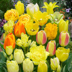 Yellow Blend Mixed Tulipa Tulip Bulbs Blooms Species Growing Bonsai Roots Rhizomes Corms Tubers Potted Planting Reblooming Fragrant Garden Flower Seeds Plant - Seedsplant