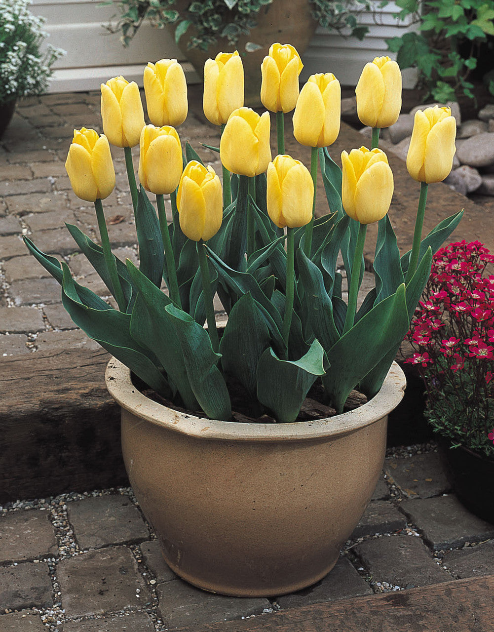 tulip potted plant Tulip Yellow Flight Bulbs Blooms Species Growing Bonsai Roots Rhizomes Corms Tubers Potted Planting Reblooming Fragrant Garden Flower Seeds Plant
