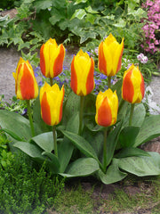 First Love Tulip Bulbs Blooms Species Growing Bonsai Roots Rhizomes Corms Tubers Potted Planting Reblooming Fragrant Garden Flower Seeds Plant