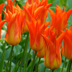 Flutes on Fire Tulip Bulbs Blooms Species Growing Bonsai Roots Rhizomes Corms Tubers Potted Planting Reblooming Fragrant Garden Flower Seeds Plant