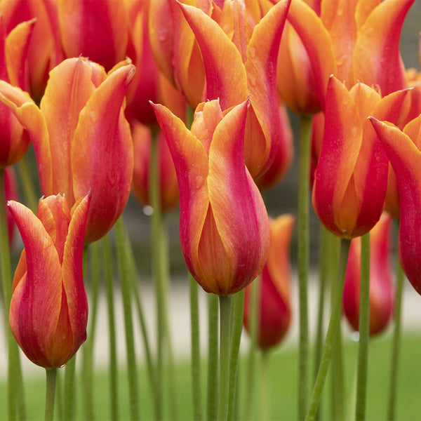 Flutes on Fire Tulip Bulbs Blooms Species Growing Bonsai Roots Rhizomes Corms Tubers Potted Planting Reblooming Fragrant Garden Flower Seeds Plant