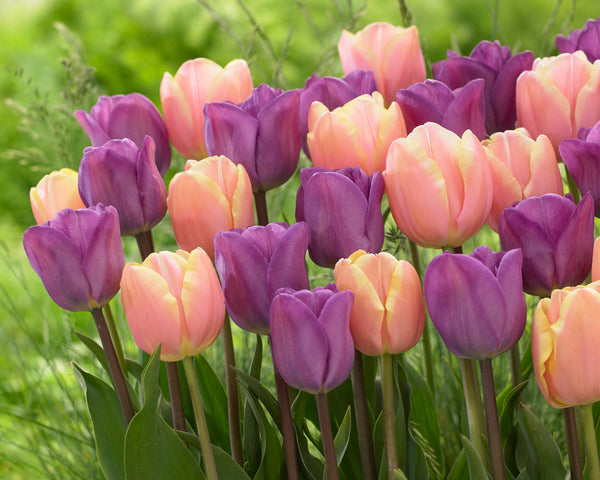 Tulip Bulbs Mango Charm Blooms Species Growing Bonsai Roots Rhizomes Corms Tubers Potted Planting Reblooming Fragrant Garden Flower Seeds Plant