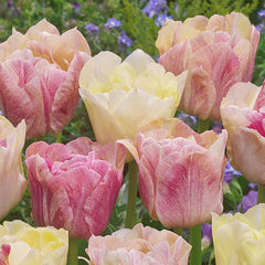 Tulip Bulbs Silk Road Blooms Species Growing Bonsai Roots Rhizomes Corms Tubers Potted Planting Reblooming Fragrant Garden Flower Seeds Plant - Seedsplant