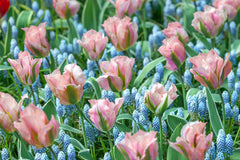 Tulip Bulbs China Town Blooms Species Growing Bonsai Roots Rhizomes Corms Tubers Potted Planting Reblooming Fragrant Garden Flower Seeds Plant - Seedsplant