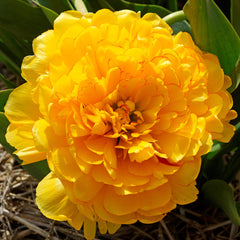Moon and Stars Blend - Tulip Bulbs & Daffodil Blend Blooms Species Growing Bonsai Roots Rhizomes Corms Tubers Potted Planting Reblooming Fragrant Garden Flower Seeds Plant - Seedsplant