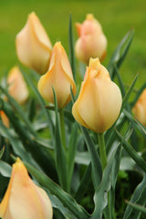 Tulip Bulbs Batalinii Bright Gem Blooms Species Growing Bonsai Roots Rhizomes Corms Tubers Potted Planting Reblooming Fragrant Garden Flower Seeds Plant - Seedsplant