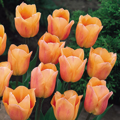 Tulip Bulbs Short Single Collection Blooms Species Growing Bonsai Roots Rhizomes Corms Tubers Potted Planting Reblooming Fragrant Garden Flower Seeds Plant