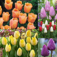Tulip Bulbs Short Single Collection Blooms Species Growing Bonsai Roots Rhizomes Corms Tubers Potted Planting Reblooming Fragrant Garden Flower Seeds Plant