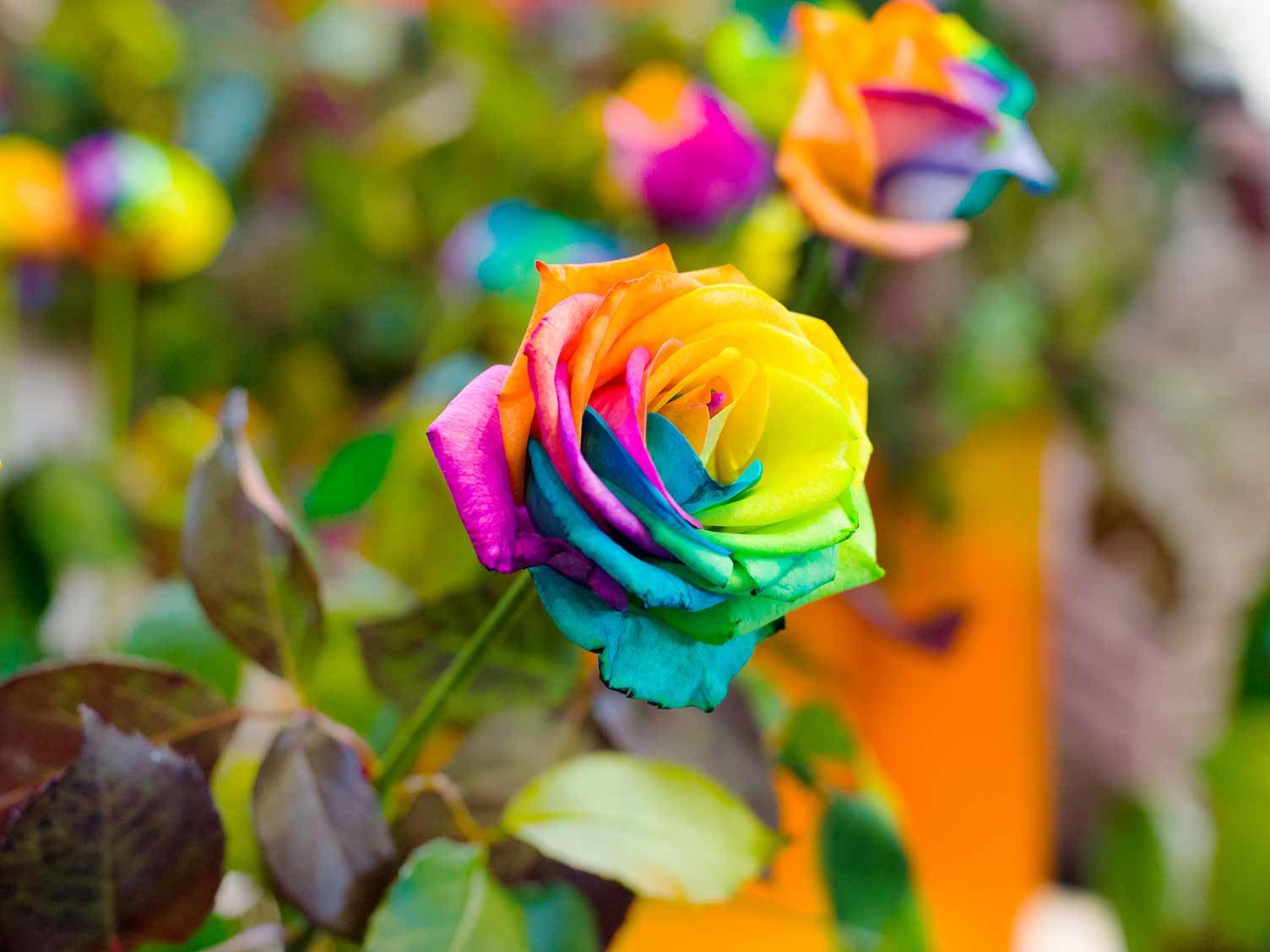 Rainbow Rose Seedlings Flower Seeds Perennial Growing Bonsai Corms Tubers Potted Planting Reblooming Fragrant Garden Roots Rhizomes Species Blooms Plant Bulbs Gardening Tree
