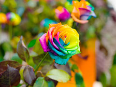 Rainbow Rose Seedlings Flower Seeds Perennial Growing Bonsai Corms Tubers Potted Planting Reblooming Fragrant Garden Roots Rhizomes Species Blooms Plant Bulbs Gardening Tree