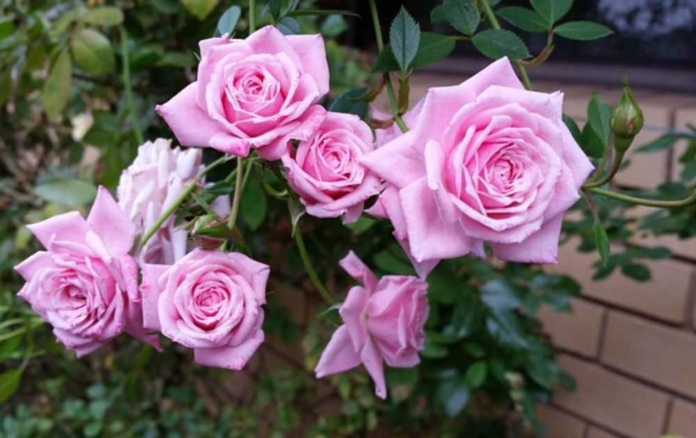 Pink Climbing Rose Seedlings Flower Seeds Perennial Growing Bonsai Corms Tubers Potted Planting Reblooming Fragrant Garden Roots Rhizomes Species Blooms Plant Bulbs Gardening Tree - Seedsplant