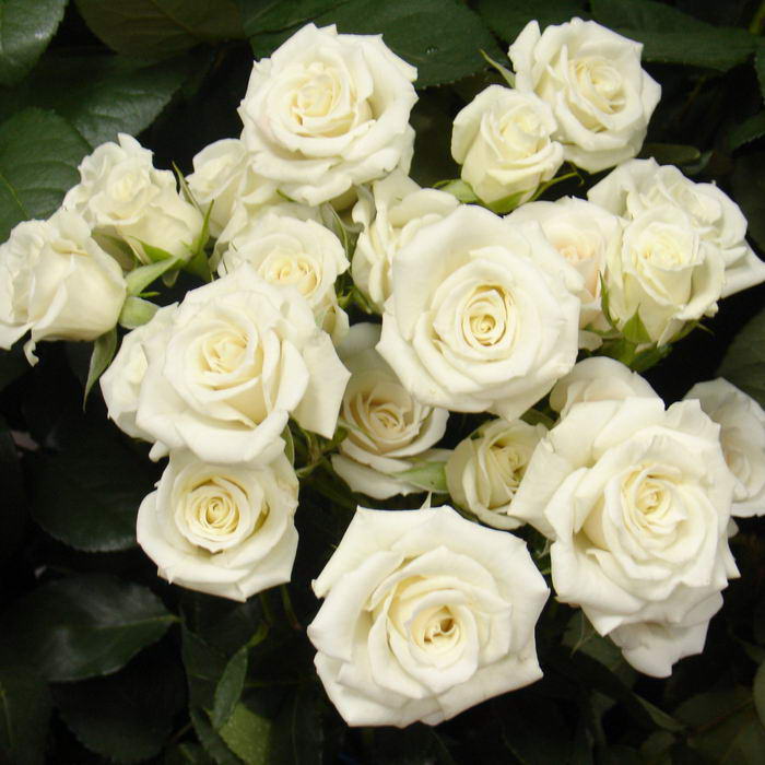 Lydia Rose Seedlings Flower Seeds Perennial Growing Bonsai Corms Tubers Potted Planting Reblooming Fragrant Garden Roots Rhizomes Species Blooms Plant Bulbs Gardening Tree - Seedsplant