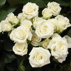 Lydia Rose Seedlings Flower Seeds Perennial Growing Bonsai Corms Tubers Potted Planting Reblooming Fragrant Garden Roots Rhizomes Species Blooms Plant Bulbs Gardening Tree - Seedsplant