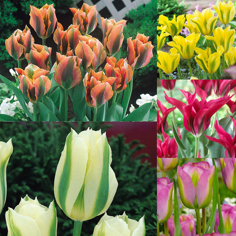 Viridiflora Tulips Collection Bulbs Blooms Species Growing Bonsai Roots Rhizomes Corms Tubers Potted Planting Reblooming Fragrant Garden Flower Seeds Plant