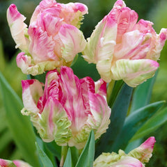 Tulip Bulbs Jungle Parrot Mix Blooms Species Growing Bonsai Roots Rhizomes Corms Tubers Potted Planting Reblooming Fragrant Garden Flower Seeds Plant