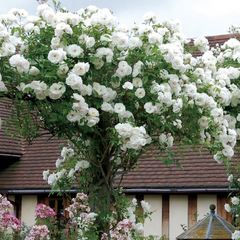 White Climbing Rose Seedlings Flower Seeds Perennial Growing Bonsai Corms Tubers Potted Planting Reblooming Fragrant Garden Roots Rhizomes Species Blooms Plant Bulbs Gardening Tree - Seedsplant