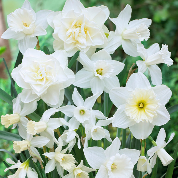 HALF PRICE White Narcissus Mixed Daffodil Bulbs Blooms Species Growing Bonsai Roots Rhizomes Corms Tubers Potted Planting Reblooming Fragrant Garden Flower Seeds Plant