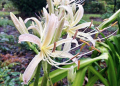 White Lycoris Spider Lilies Bulbs Radiata Hurricane Lily Cluster Amayllis Growing Bonsai Roots Rhizomes Corms Tubers Potted Planting Reblooming Fragrant Garden Species Blooms Flower Seeds Plant Gardening