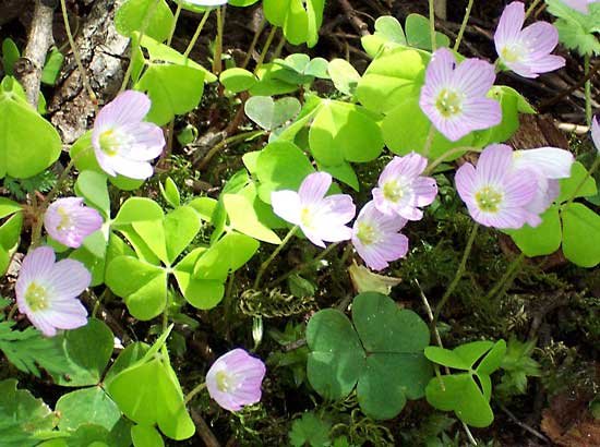 Acetosella Oxalis Bulbs Wood Sorrel Shamrock Perennial Growing Bonsai Roots Rhizomes Corms Tubers Potted Planting Reblooming Fragrant Garden Species Blooms Flower Seeds Plant Gardening