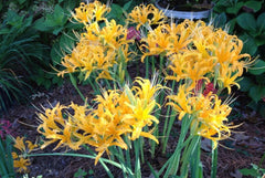 Yellow Aurea Lycoris Spider Lilies Bulbs Radiata Hurricane Lily Cluster Amayllis Growing Bonsai Roots Rhizomes Corms Tubers Potted Planting Reblooming Fragrant Garden Species Blooms Flower Seeds Plant Gardening