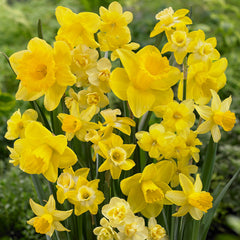 Yellow Narcissus Mixed Daffodil Bulbs Blooms Species Growing Bonsai Roots Rhizomes Corms Tubers Potted Planting Reblooming Fragrant Garden Flower Seeds Plant