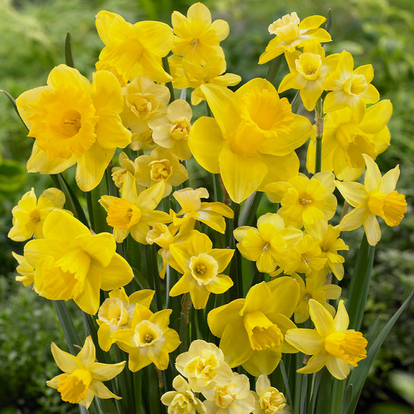 Yellow Narcissus Daffodil Bulbs Blooms Species Growing Bonsai Roots Rhizomes Corms Tubers Potted Planting Reblooming Fragrant Garden Flower Seeds Plant