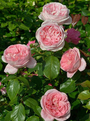 Top Voyage Rose Seedlings Flower Seeds Perennial Growing Bonsai Corms Tubers Potted Planting Reblooming Fragrant Garden Roots Rhizomes Species Blooms Plant Bulbs Gardening Tree