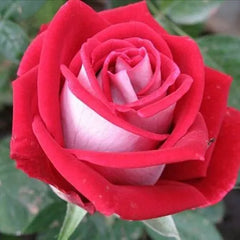 Nicole Rose Seedlings Flower Seeds Perennial Growing Bonsai Corms Tubers Potted Planting Reblooming Fragrant Garden Roots Rhizomes Species Blooms Plant Bulbs Gardening Tree