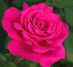 Blue Bush Rose Seedlings Flower Seeds Perennial Growing Bonsai Corms Tubers Potted Planting Reblooming Fragrant Garden Roots Rhizomes Species Blooms Plant Bulbs Gardening Tree