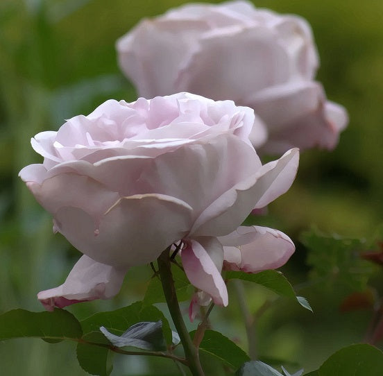 Petit Prince Rose Seedlings Flower Seeds Perennial Growing Bonsai Corms Tubers Potted Planting Reblooming Fragrant Garden Roots Rhizomes Species Blooms Plant Bulbs Gardening Tree - Seedsplant