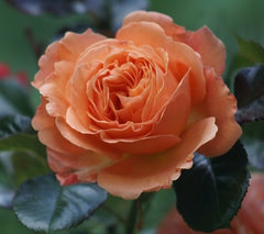 François Mauriac Rose Seedlings Flower Seeds Perennial Growing Bonsai Corms Tubers Potted Planting Reblooming Fragrant Garden Roots Rhizomes Species Blooms Plant Bulbs Gardening Tree - Seedsplant