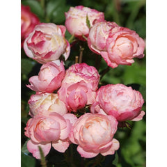 Dolcezza Rose Seedlings Flower Seeds Perennial Growing Bonsai Corms Tubers Potted Planting Reblooming Fragrant Garden Roots Rhizomes Species Blooms Plant Bulbs Gardening Tree