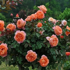 Lady Shalt Rose Seedlings Flower Seeds Perennial Growing Bonsai Corms Tubers Potted Planting Reblooming Fragrant Garden Roots Rhizomes Species Blooms Plant Bulbs Gardening Tree