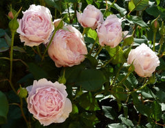 Gartentraume Rose Seedlings Flower Seeds Perennial Growing Bonsai Corms Tubers Potted Planting Reblooming Fragrant Garden Roots Rhizomes Species Blooms Plant Bulbs Gardening Tree - Seedsplant