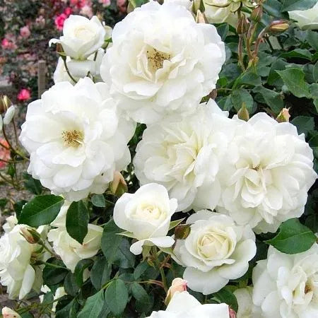 Iceberg Rose Seedlings Flower Seeds Perennial Growing Bonsai Corms Tubers Potted Planting Reblooming Fragrant Garden Roots Rhizomes Species Blooms Plant Bulbs Gardening Tree