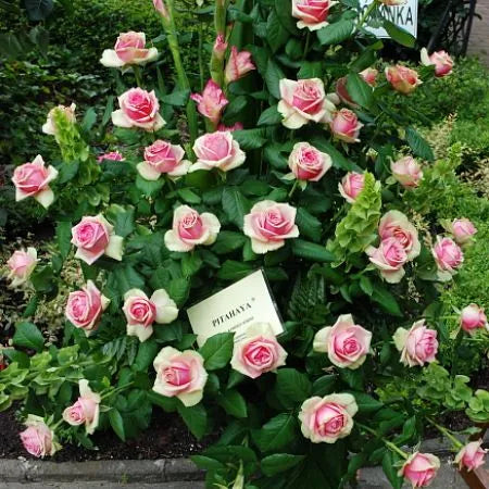Pythahaya Rose Seedlings Flower Seeds Perennial Growing Bonsai Corms Tubers Potted Planting Reblooming Fragrant Garden Roots Rhizomes Species Blooms Plant Bulbs Gardening Tree