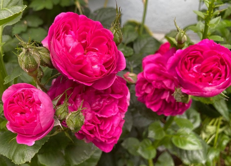Empereur Charles Rose Seedlings Flower Seeds Perennial Growing Bonsai Corms Tubers Potted Planting Reblooming Fragrant Garden Roots Rhizomes Species Blooms Plant Bulbs Gardening Tree - Seedsplant