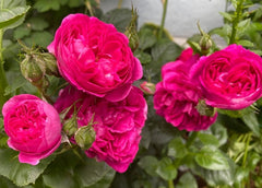 Empereur Charles Rose Seedlings Flower Seeds Perennial Growing Bonsai Corms Tubers Potted Planting Reblooming Fragrant Garden Roots Rhizomes Species Blooms Plant Bulbs Gardening Tree - Seedsplant